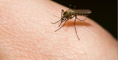 "Мене щось вкусило” – одна з найпопулярніших фраз літа