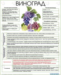 Чим корисний виноград?