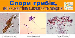 ‼️Звернути увагу на алергени, які часто ховаються у бомбосховищах!