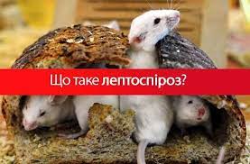 Лептоспіроз Лептоспіроз