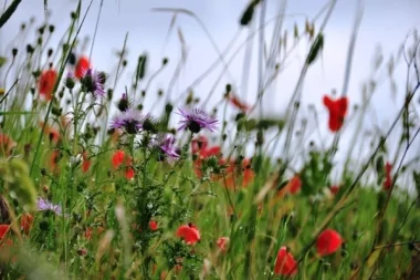 Весняна алергія: симптоми та профілактика