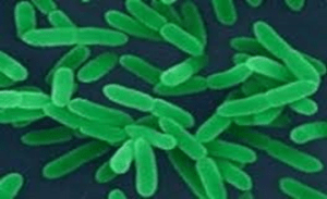 ЄРСИНІОЗ. Хвороба із серйозними наслідками. Як діагностувати?