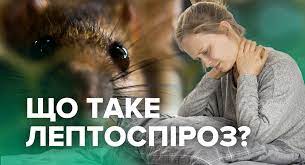 Лептоспіроз