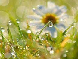 Ходити росою – це подарунок для організму