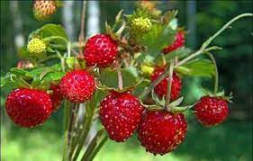 Суниця лісова дуже корисна, не пропустіть сезон