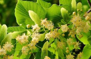 Які дачні трави можна змішувати для корисного чаю