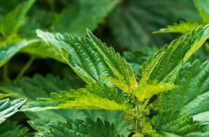 Які дачні трави можна змішувати для корисного чаю