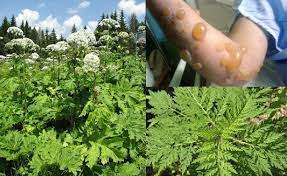 ОБЕРЕЖНОБорщівник Сосновського