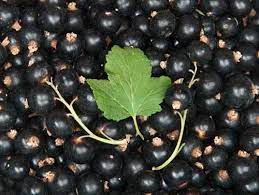 Користь чорної смородини та її лікувальні властивості для людини