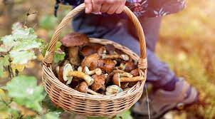 Сезон грибів . Як вберегтися від отруєння