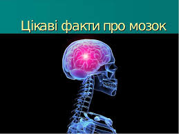 Цікаві факти про мозок