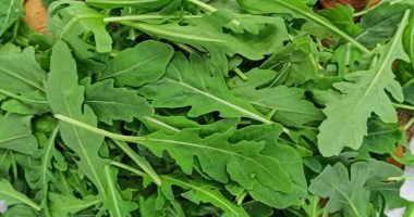 Корисні властивості руколи