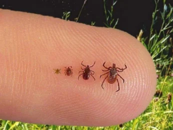 Які захворювання можуть викликати укуси кліща?