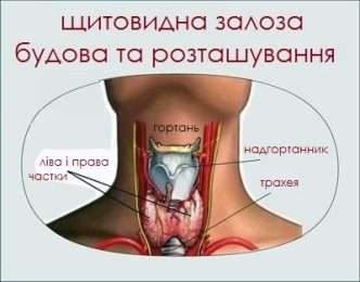 Що важливо знати про щитоподібну залозу?