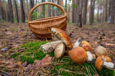 Осінній грибний сезон. Симптоми отруєння та перша допомога у випадку отруєння