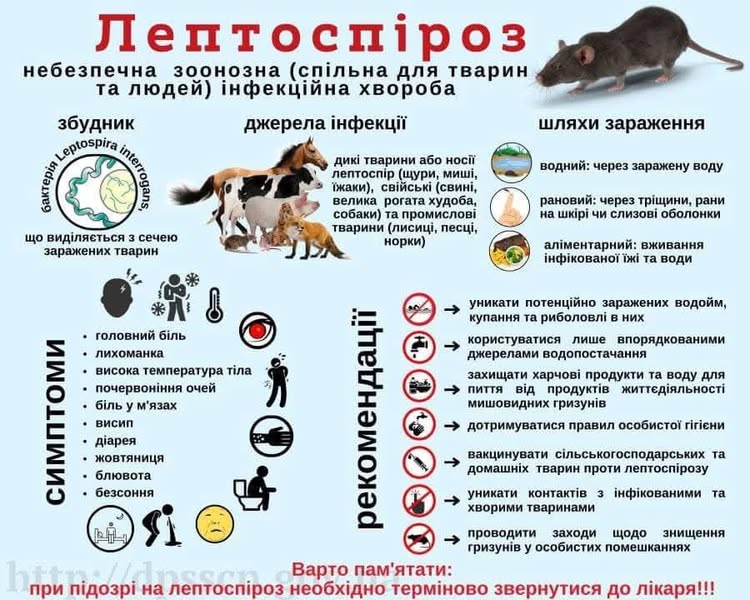 Лептоспіроз
