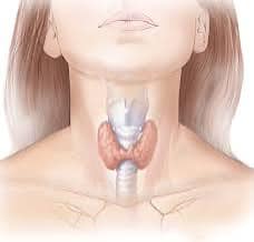 Основні звички, які шкодять щитоподібній залозі