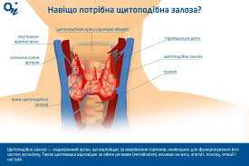 Як функціонує щитоподібна залоза?