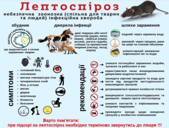 Що таке лептоспіроз і чому його більше після повеней?