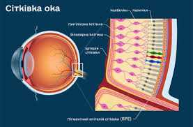Сітківка ока
