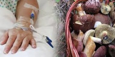 Як уникнути отруєння грибами