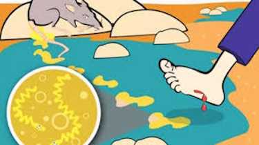 Лептоспіроз: Прихована загроза для тварин і людей! Будьте обережні!